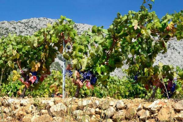 Perla Hvar Aparthotel Ivan Dolac Kültér fotó